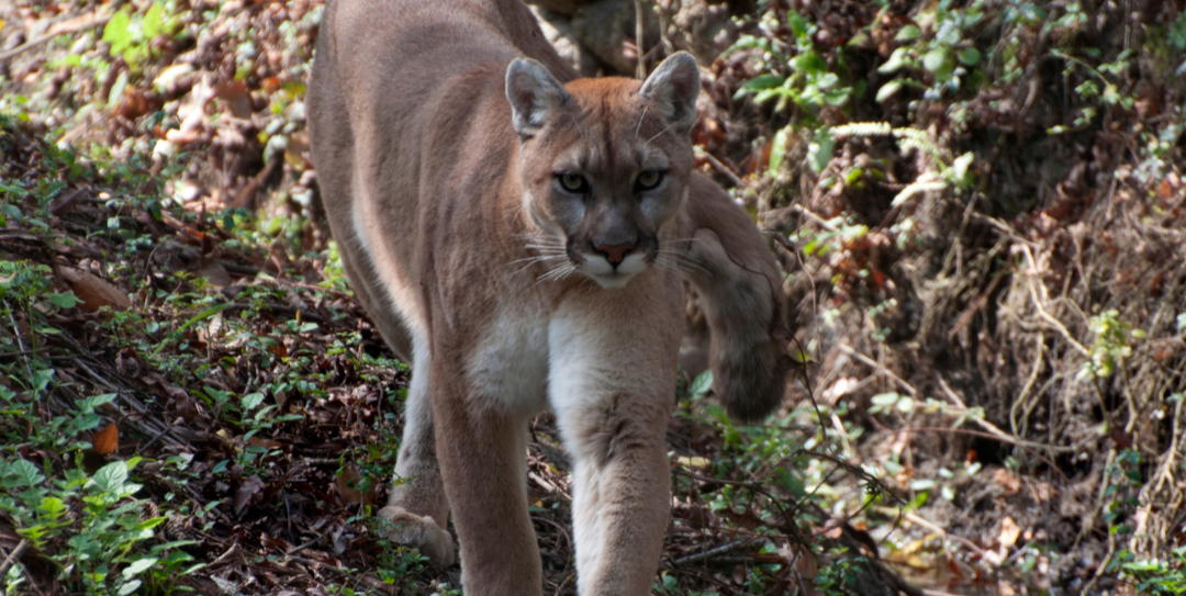 Mountain Lions It's Not Easy being King